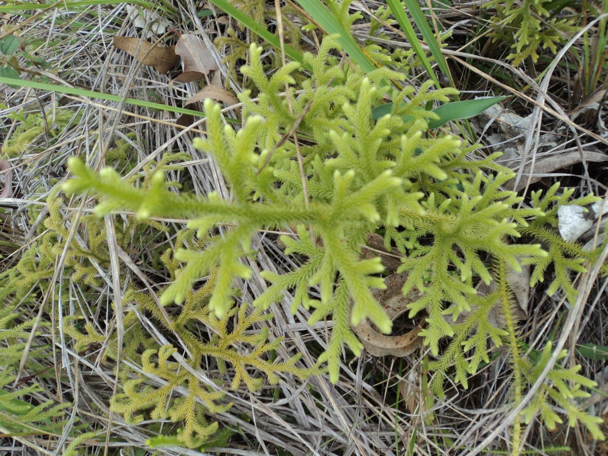 Lycopodiella cernua (L.) Pic.Serm.